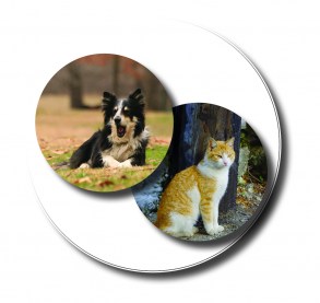 cani-e-gatti