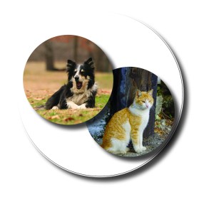 cani-e-gatti